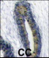 FAU Antibody (Center)